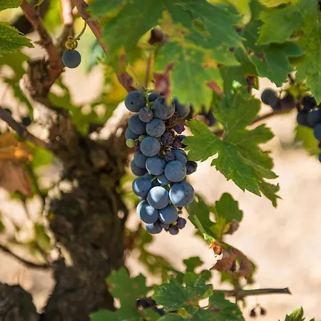 Resort Viglione Wine Resort